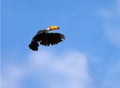 Toco Toucan flying with wings outstretched in flight and blue sky in background Royalty Free Stock Photo