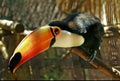 Toco toucan