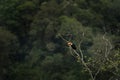 toco toucan, ramphastos toco Royalty Free Stock Photo