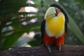 A Toco Toucan. Parque das Aves, Iguazu Falls, Brazil Royalty Free Stock Photo