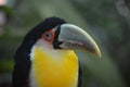 A Toco Toucan. Parque das Aves at Iguazu Falls, Brazil Royalty Free Stock Photo