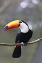 Toco toucan closeup Royalty Free Stock Photo