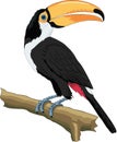Toco Toucan Perched on a Branch Illustration
