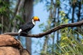 Toco Toucan Perched on Branch