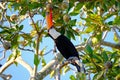 Toco Toucan, Ramphastos Toco, also known as Common Toucan, Giant Toucan, Iguazu or Iguacu, Brazil