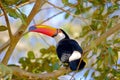 Toco Toucan, Ramphastos Toco, also known as Common Toucan, Giant Toucan, Iguazu or Iguacu, Brazil Royalty Free Stock Photo