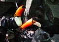 Toco Toucan Ramphastos Toco Couple Royalty Free Stock Photo