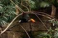 Toco toucan Ramphastos toco piciform bird of the family Ramphastidae Royalty Free Stock Photo