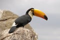 Toco Toucan - Ramphastos Toco Royalty Free Stock Photo