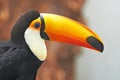 Toco Toucan (Ramphastos toco) Royalty Free Stock Photo