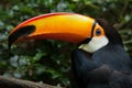 Toco toucan Ramphastos toco Royalty Free Stock Photo