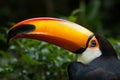 Toco toucan Ramphastos toco