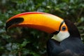 Toco toucan Ramphastos toco Royalty Free Stock Photo