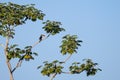 Toco Toucan, Ramphastos Toco, also known as the Common Toucan, Giant Toucan, Pantanal, Mato Grosso do Sul, Brazil Royalty Free Stock Photo