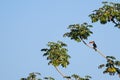 Toco Toucan, Ramphastos Toco, also known as the Common Toucan, Giant Toucan, Pantanal, Mato Grosso do Sul, Brazil Royalty Free Stock Photo