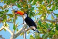 Toco Toucan, Ramphastos Toco, also known as the Common Toucan, Giant Toucan, Pantanal, Porto Jofre, Brazil