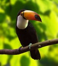 Toco Toucan (Ramphastos toco) Royalty Free Stock Photo