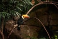 Toco toucan Ramphastos toco piciform bird of the family Ramphastidae