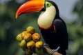 Toco toucan Ramphastos toco relishing a mango in Pantanal, South America
