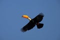 Toco toucan, Ramphastos toco Royalty Free Stock Photo