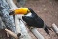 Toco Toucan, Ramphastos toco, sitting on a wooden branch. Birds, ornithology