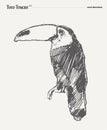 Toco Toucan realistic vector illustration, sketch