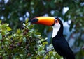 Toco Toucan, Reuzentoekan, Ramphastos toco