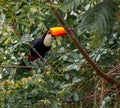 Toco toucan sits on brance in tree in the wilds of Pantanal Royalty Free Stock Photo