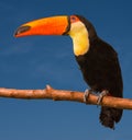 Toco toucan sits on a branch. Karlsruhe, Germay, Europe