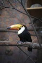 Toco Toucan is sitting on a bough against neutral grey background. Side view