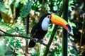 The Toco Toucan sitting on the branch of the tree in Iguacu National Park of the Iguazu Falls