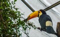 Toco Toucan sitting a tree branch in the aviary, colorful tropical bird from America Royalty Free Stock Photo