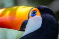 Toco Toucan Toucano Toco-Toucan bird isolated Parque das aves Foz do Iguacu Brazil Pa Royalty Free Stock Photo