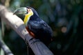 Toco toucan Ramphastos toco, Brazil