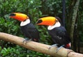 Toco toucans Royalty Free Stock Photo