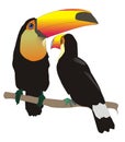 Toco toucans