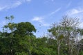 Toco Toucans flying over the flooded forest, Brazil Royalty Free Stock Photo