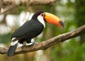 Toco tucan, looking to the right. Royalty Free Stock Photo