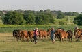 TOCUZ, MOLDOVA - JUNE 1, 2018: Cowherd walking cows home in the evening in Moldova