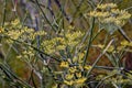 Yellow flower of a Fennel in summer - Foeniculum vulgare - Bavaria, Germany, Europe Royalty Free Stock Photo