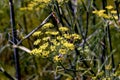 Yellow flower of a Fennel in summer - Foeniculum vulgare - Bavaria, Germany, Europe Royalty Free Stock Photo