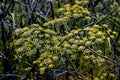 Yellow flower of a Fennel in summer - Foeniculum vulgare - Bavaria, Germany, Europe Royalty Free Stock Photo