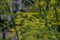 Yellow flower of a Fennel in summer - Foeniculum vulgare - Bavaria, Germany, Europe Royalty Free Stock Photo