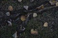 Natural still life of tree root, withered leaves and vegetation