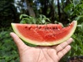 Today watermelon my favorite fruit