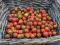 Todays harvest from garden