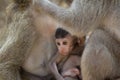 Long Tail Macaque baby sitting safe inbetween two adult apes.