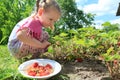 Toddler blonde girl picking home-grown garden strawberries on outdoor garden bed