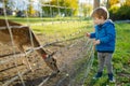Toddler boy feeding wild deers at a zoo on autumn day. Children watching reindeers on a farm Royalty Free Stock Photo
