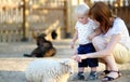 Toddler boy and his mother looking at sheep Royalty Free Stock Photo
